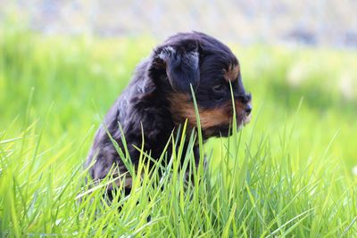 Close-up of a dog on field