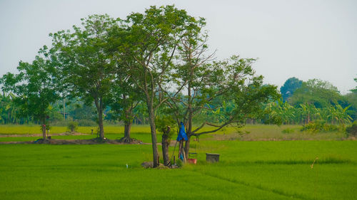 Trees on field against sky