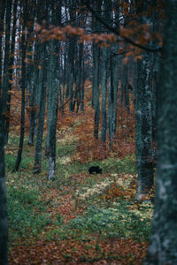 Trees in forest