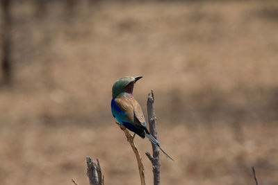 Close-up of bird perching on a branch