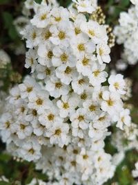 Close-up of white flowering plant