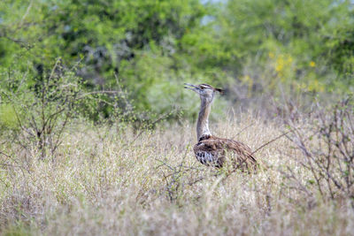 Side view of a bird on land