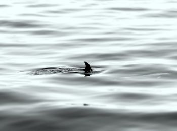 Fish fin on sea water surface