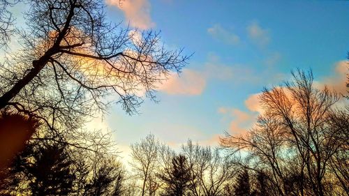 Low angle view of silhouette trees against sky