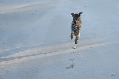 Cute happy little poodle dog at baltic sea beach in winter