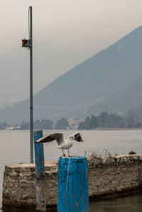 Seagull perching on wooden post by sea against sky