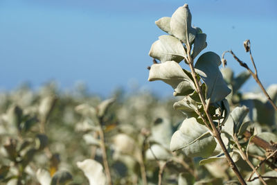 Close-up of flowering plants against sky