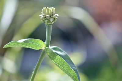 Close-up of green plant