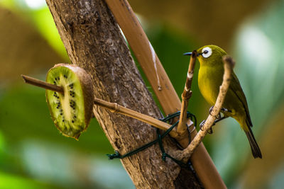 Close-up of bird perching on tree