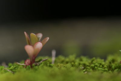 Close-up of small flower on field