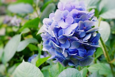 Close-up of blue hydrangea flowers