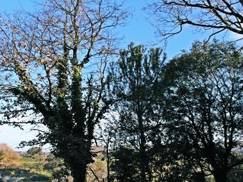 Low angle view of trees against clear sky