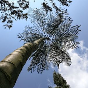 Low angle view of palm tree against blue sky