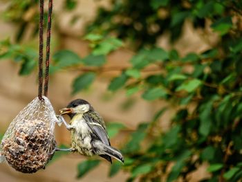 Close-up of bird feeding against tree