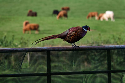 Bird perching on a railing