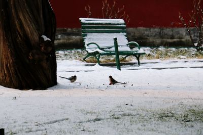 Birds perching on frozen during winter