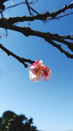 Low angle view of cherry blossoms in spring