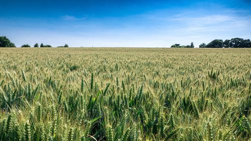 Scenic view of wheat field against sky