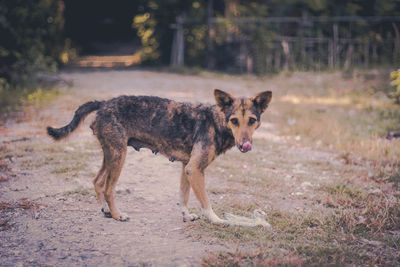 Portrait of dog standing on field