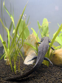 Close-up of lizard on plant