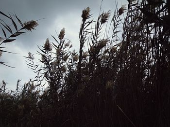 Low angle view of trees against sky