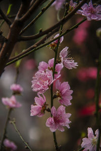 Close-up of pink cherry blossoms