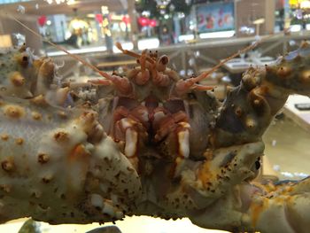 Close-up of carrots for sale in market