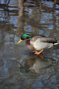 Duck swimming in lake