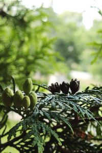 Close-up of fresh green plant