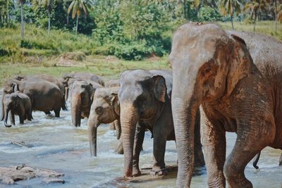 View of elephants in the water in sri lanka 