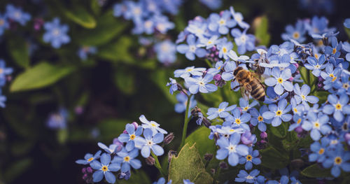 Close-up of bee pollinating on purple flower