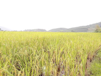 Scenic view of agricultural field against clear sky