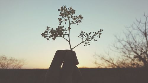 Close-up of silhouette plant against clear sky