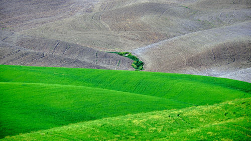 Scenic view of agricultural field