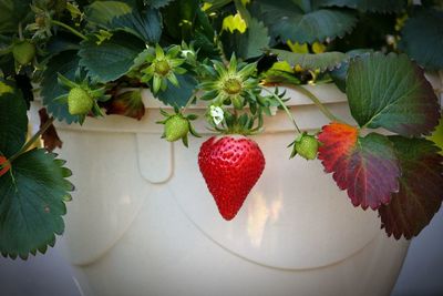 Close-up of strawberries on plant