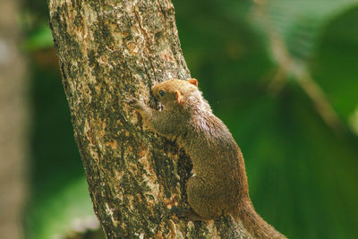 Close-up of squirrel on tree trunk