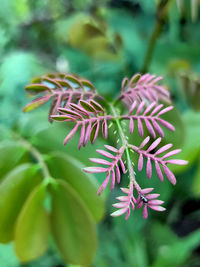 Close-up of flowering plant leaves