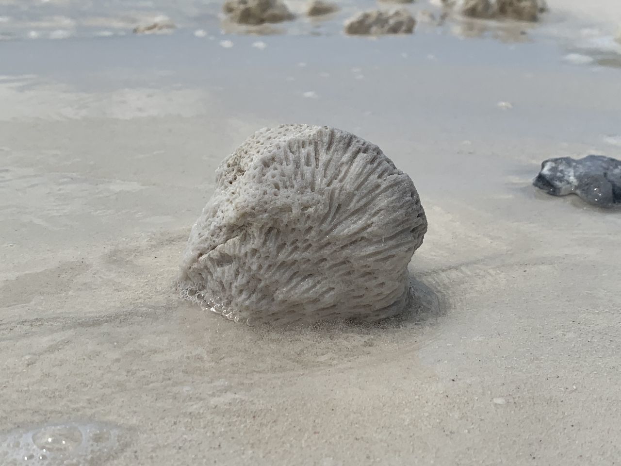 CLOSE-UP OF SHELLS ON BEACH