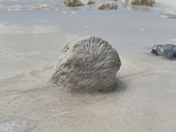 Close-up of shell on rock