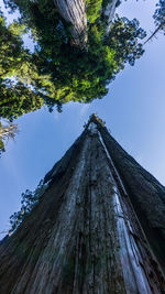 Low angle view of tree against sky