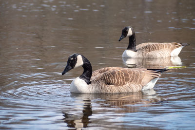 Ducks in a lake