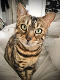 Close-up portrait of tabby cat on bed at home