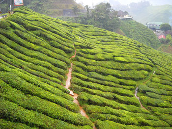 Scenic view of agricultural field