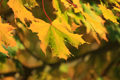 Close-up of maple leaf