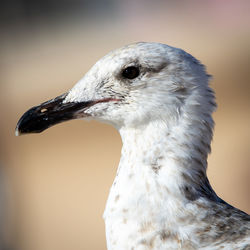 Close-up of seagull