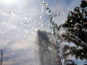 Close-up of frozen plant