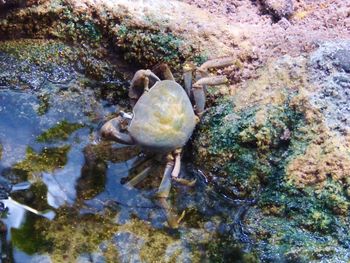 Close-up of turtle in water