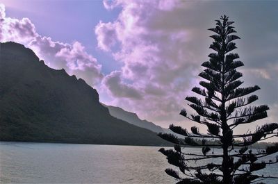 Silhouette tree against sky