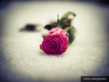 Close-up of pink rose