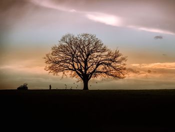 Silhouette of bare tree on field